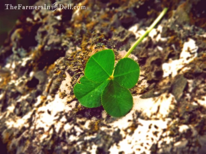 four leaf clover - TheFarmersInTheDell.com