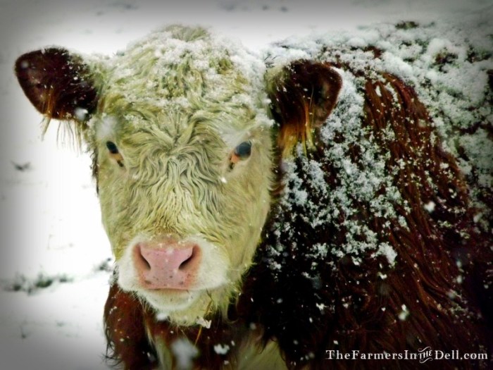 hereford calf - TheFarmersInTheDell.com