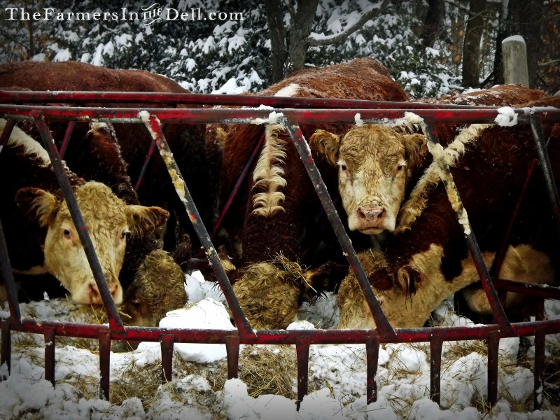 herefords at round bale feeder - TheFarmersInTheDell.com