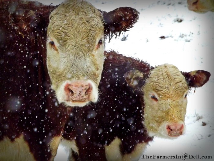 herefords - TheFarmersInTheDell.com