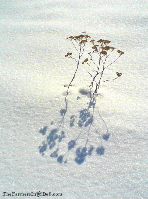 queen anne's lace in snow - TheFarmersInTheDell.com