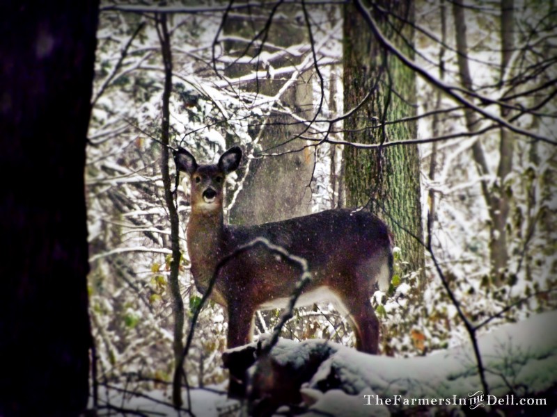 whitetail deer - TheFarmersInTheDell.com
