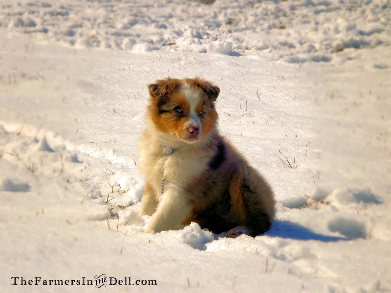australian shepherd puppy - TheFarmersInTheDell.com