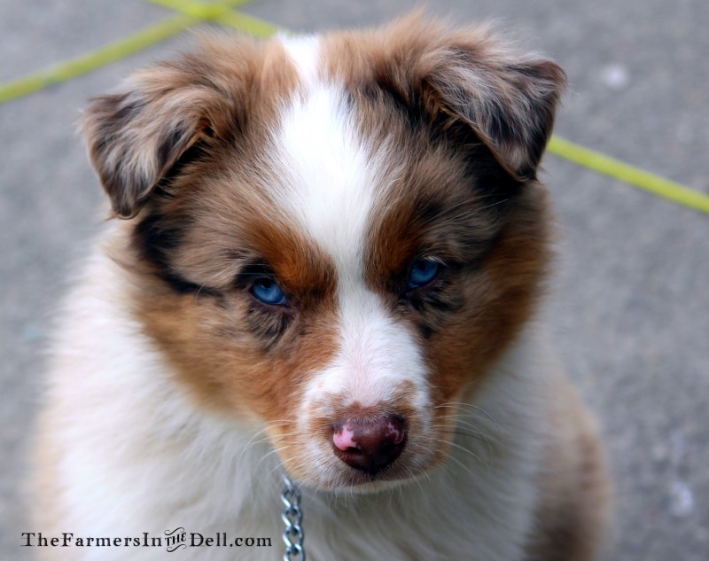 australian shepherd puppy - TheFarmersInTheDell.com