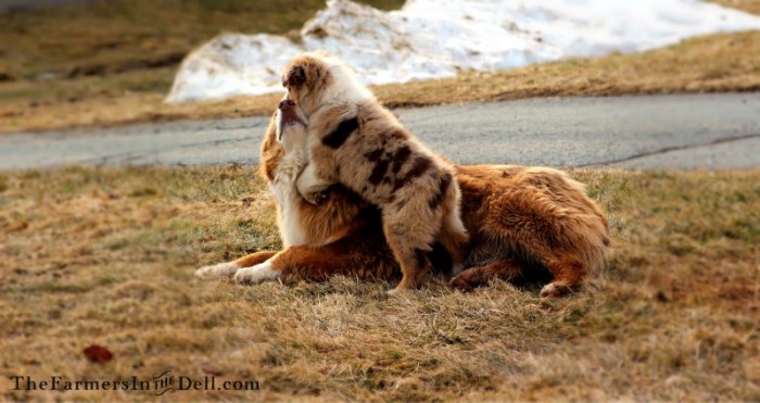 australian shepherd puppy - TheFarmersInTheDell.com