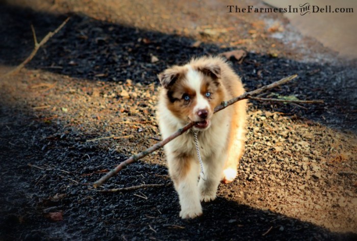 australian shepherd puppy - TheFarmersInTheDell.com