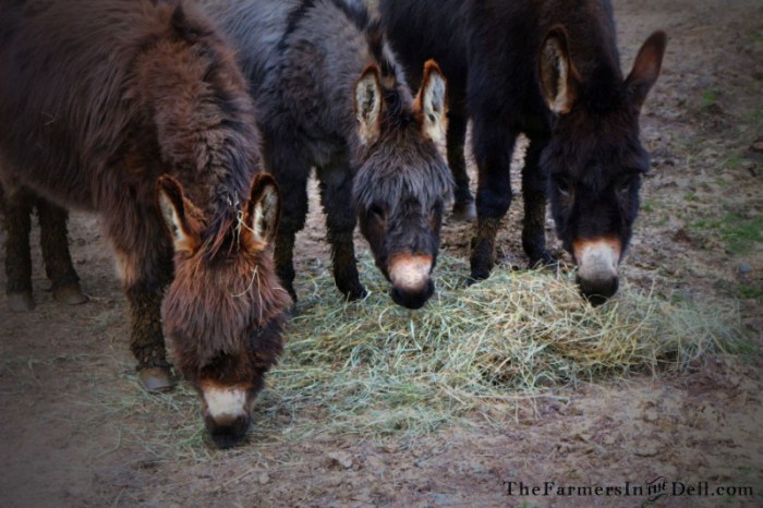 donkeys - TheFarmersInTheDell.com