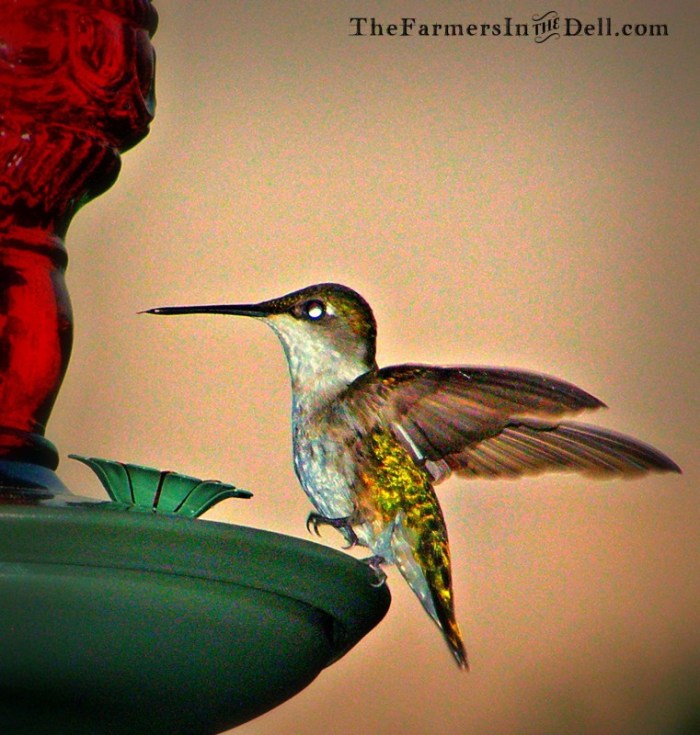 hummingbird - TheFarmersInTheDell.cm