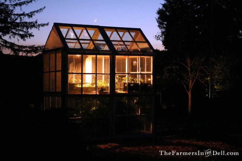 greenhouse build from old windows - TheFarmersInTheDell.com