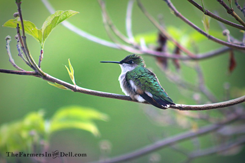 hummingbird - TheFarmersInTheDell.com