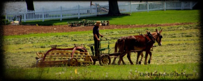 amish, lancaster, pa - TheFarmersInTheDell.com