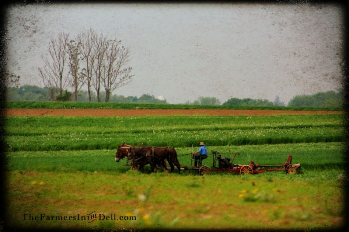 lancaster, pa - TheFarmersInTheDell.com