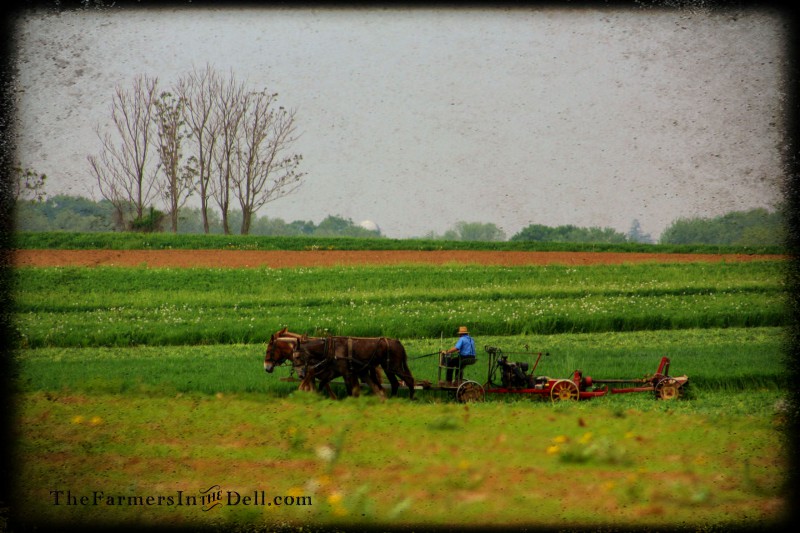 lancaster, pa - TheFarmersInTheDell.com