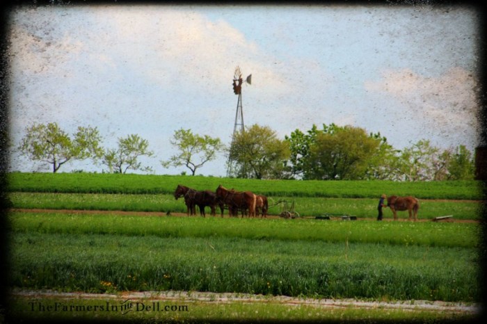 lancaster, pa - TheFarmersInTheDell.com