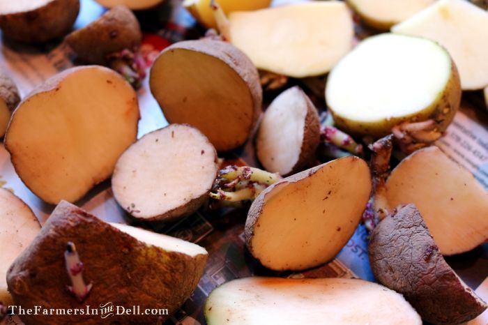 seed potatoes - TheFarmersInTheDell.com