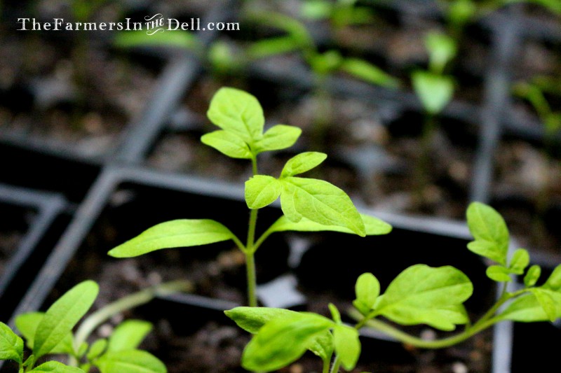 tomato seedlings - TheFarmersInTheDell.com