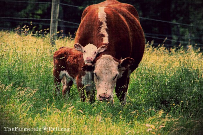 calf and cow - TheFarmersInTheDell.com