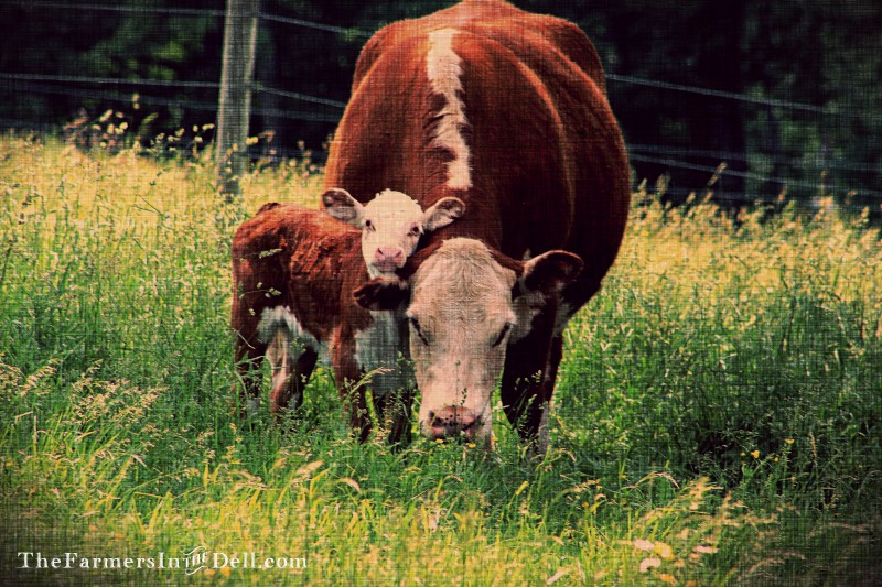 calf and cow - TheFarmersInTheDell.com