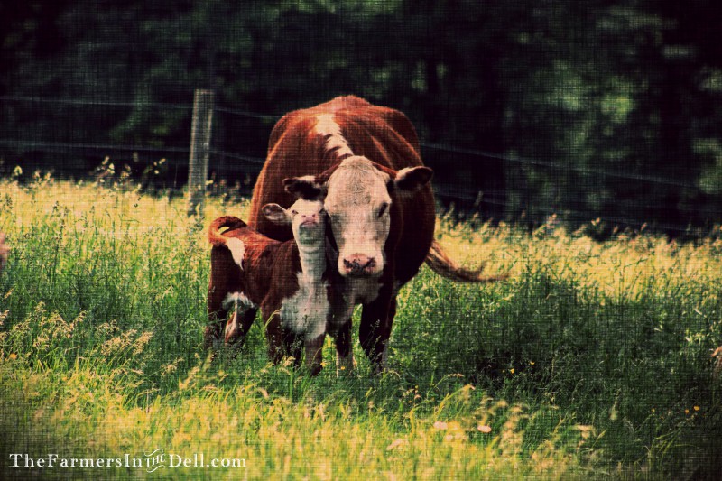 calf and cow - TheFarmersInTheDell.com