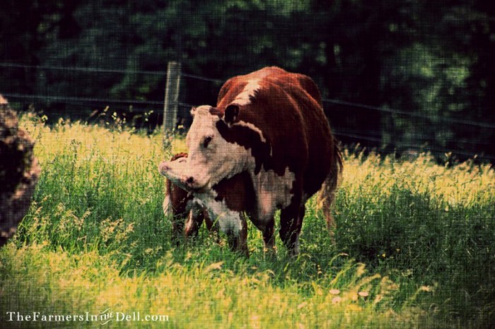 calf and cow - TheFarmersInTheDell.com