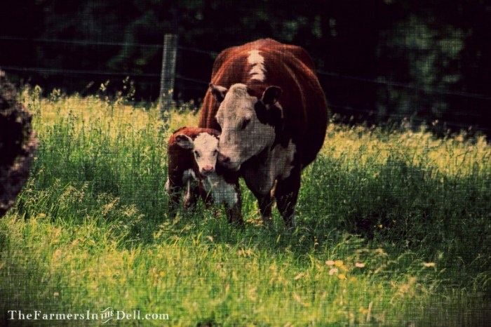 calf and cow - TheFarmersInTheDell.com