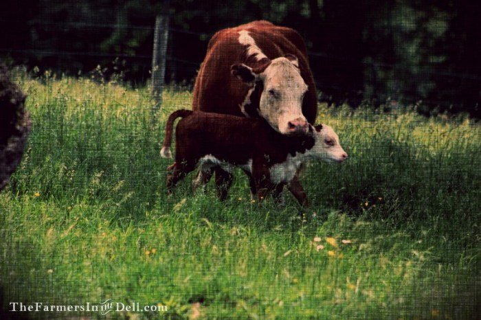 calf and cow - TheFarmersInTheDell.com
