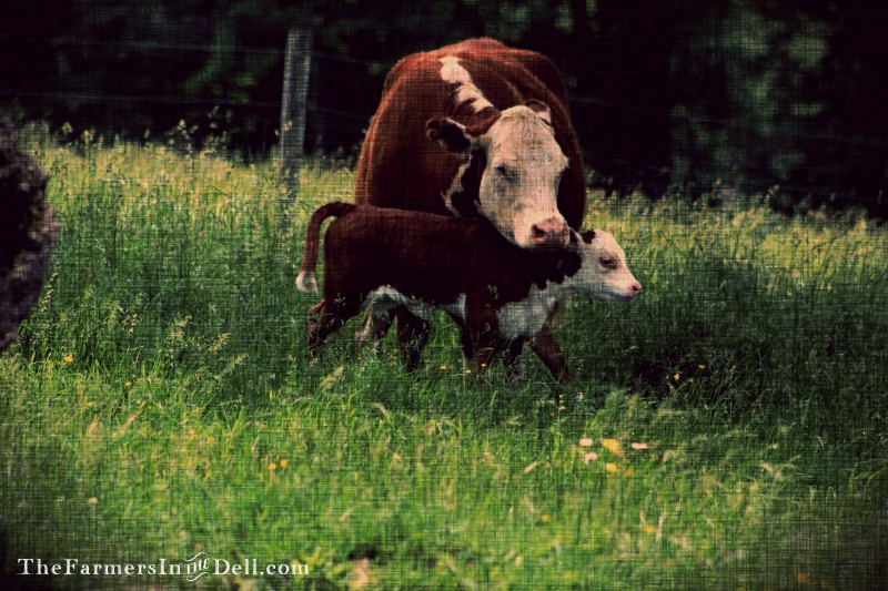 calf and cow - TheFarmersInTheDell.com