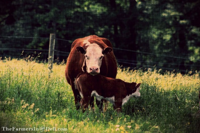 calf and cow - TheFarmersInTheDell.com