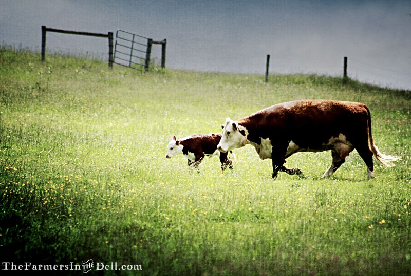 cow and calf - TheFarmersInTheDell.com