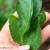 flea beetle damage - TheFarmersInTheDell.com
