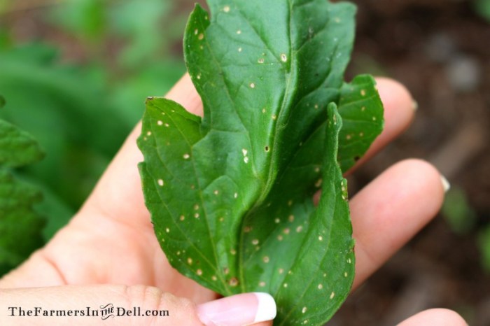 flea beetle damage - TheFarmersInTheDell.com