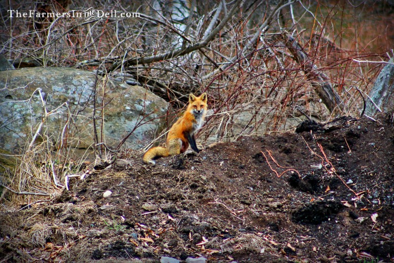 Red Fox - TheFarmersInTheDell.com