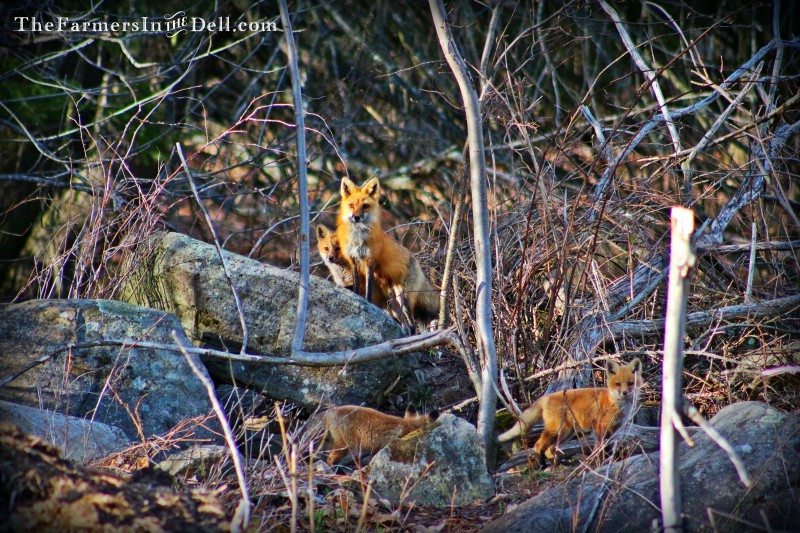 Red Fox and pups - TheFarmersInTheDell.com