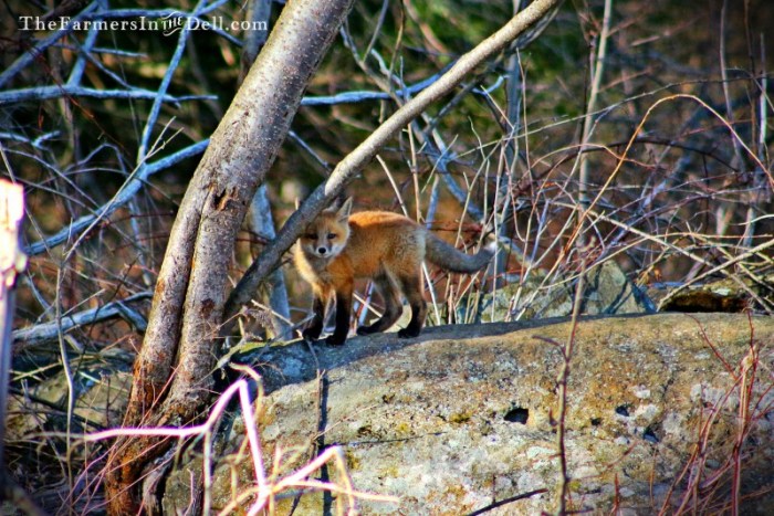 red fox pup - TheFarmersInTheDell.com