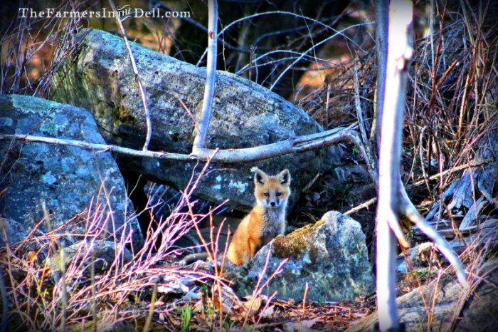 red fox pup - TheFarmersInTheDell.com