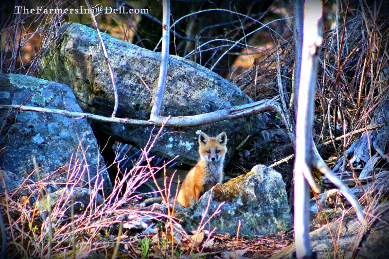red fox pup - TheFarmersInTheDell.com