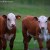 hereford calves - TheFarmersInTheDell.com