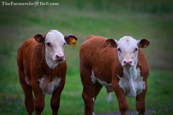 hereford calves - TheFarmersInTheDell.com