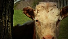 hereford cow - TheFarmersInTheDell.com