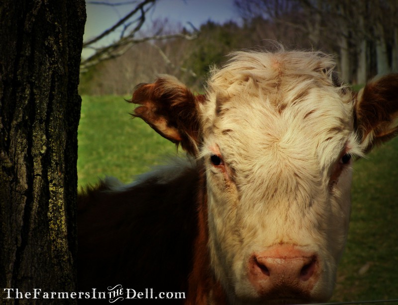 hereford cow - TheFarmersInTheDell.com