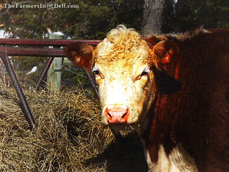 hereford hiefer - TheFarmersInTheDell.com