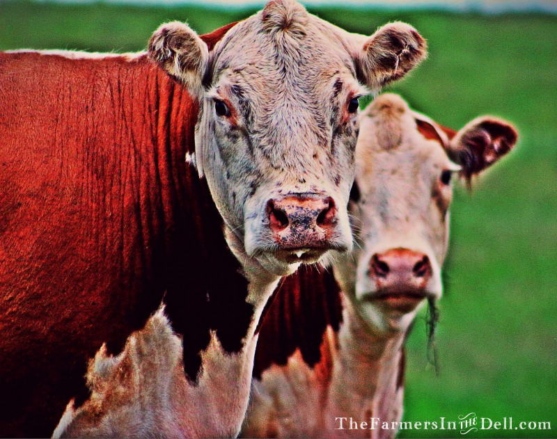 herefords - TheFarmersInTheDell.com