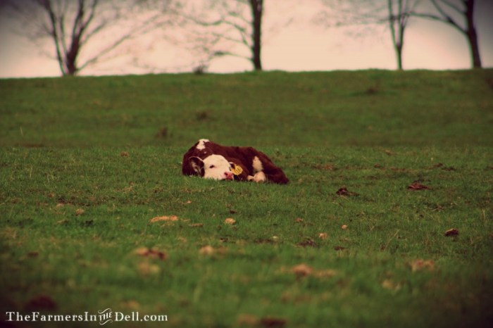 newborn calf - TheFarmersInTheDell.com