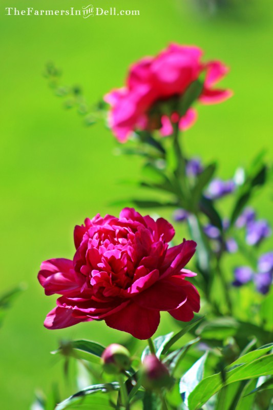 peonies in bloom - TheFarmersInTheDell.com