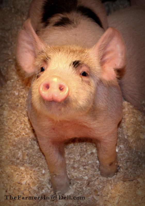 pig - TheFarmersInTheDell.com