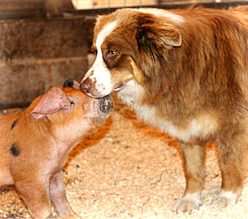 piglet and Aussie - TheFarmersInTheDell.com