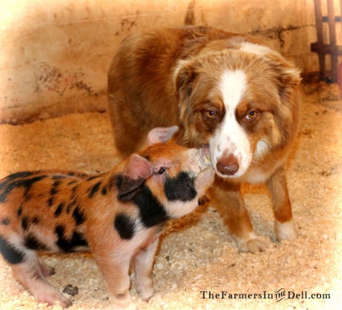 piglet and Aussie - TheFarmersInTheDell.com