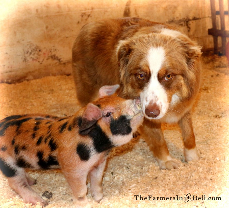 piglet and Aussie - TheFarmersInTheDell.com