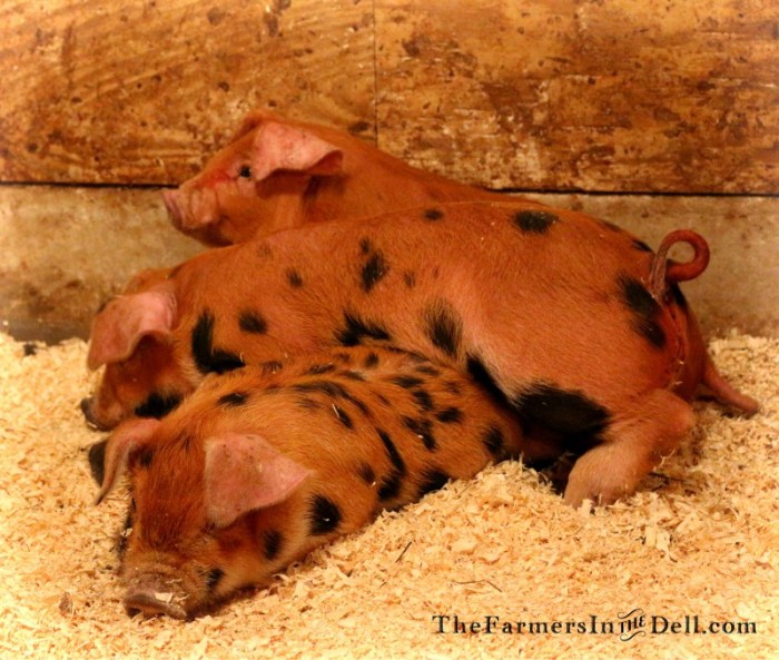 piglets - TheFarmersInTheDell.com