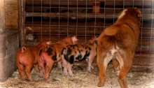 piglets - TheFarmersInTheDell.com